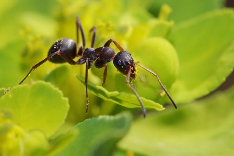 Anti -inflammatory anti -inflammatory ants