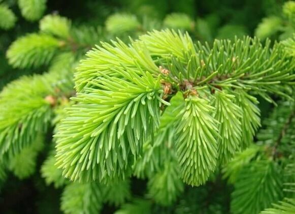 needle to treat prostatitis